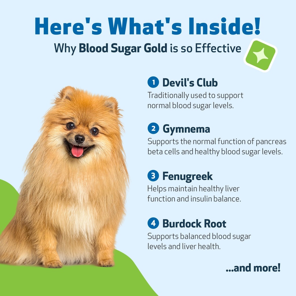 pet-wellbeing-blood-sugar-gold-dogs-holi-3.jpg
