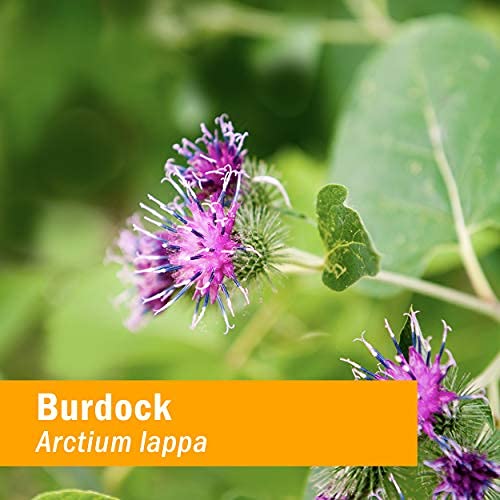 organic-burdock-root-extract-burdock-roo-6.jpg
