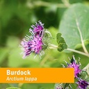 organic-burdock-root-extract-burdock-roo-6.jpg