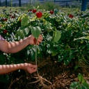 hsu-s-sku-0121-8-american-ginseng-large--5.jpg