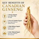 canadian-ginseng-capsules-500mg-panax-qu-2.jpg