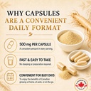 canadian-ginseng-capsules-500mg-panax-qu-4.jpg
