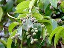 harad-choti-haritaki-terminalia-chebula--3.jpg