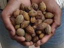 badi-harad-whole-aralu-inknut-haritaki-k-3.jpg