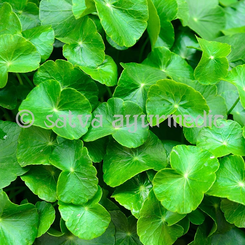 astha-satva-gotu-kola-powder-100-centell-2.jpg