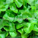 astha-satva-gotu-kola-powder-100-centell-2.jpg