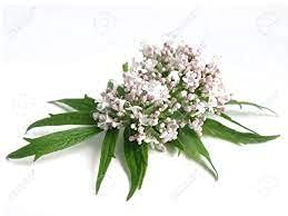 organic-premium-valerian-root-cut-sifted-6.jpg