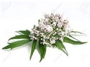 organic-premium-valerian-root-cut-sifted-6.jpg