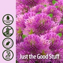 nature-s-answer-red-clover-extract-suppl-5.jpg