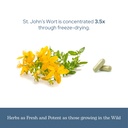 eclectic-herb-st-john-s-wort-capsules-ne-6.jpg