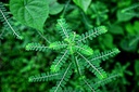 bromelain-supplement-uric-acid-natural-a-5.jpg