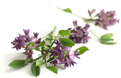 alfalfa-medicago-sativa-loose-leaf-c-s-1-3.jpg