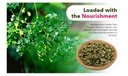 moringa-tea-cut-leaves-8-ounces-0-5-lb-r-4.jpg