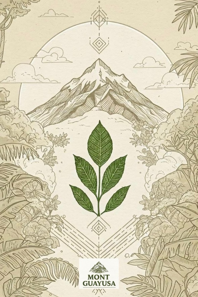 mont-coffee-ecuador-guayusa-leaves-premi-6.jpg