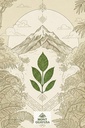 mont-coffee-ecuador-guayusa-leaves-premi-6.jpg