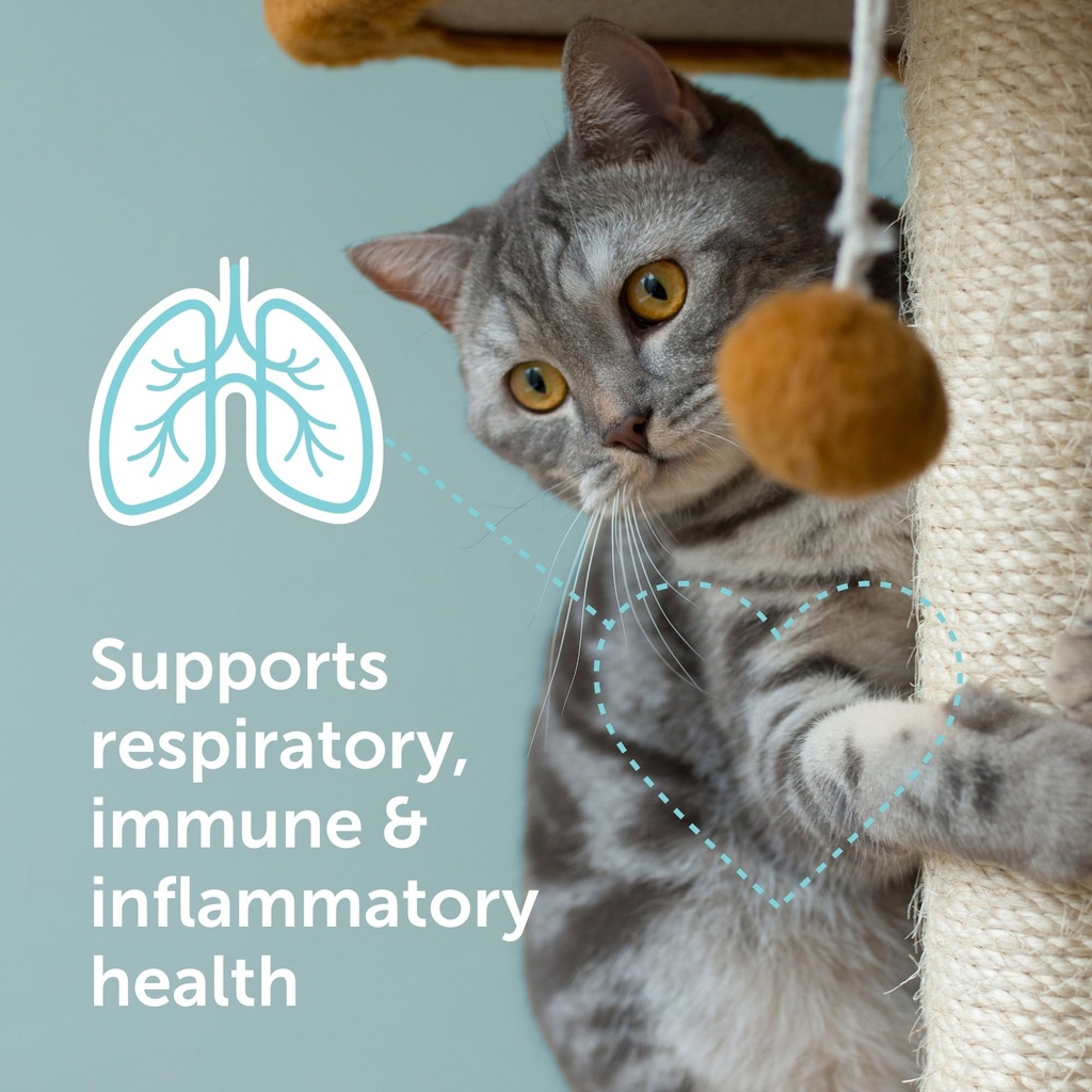 immuno-5-immune-respiratory-support-powd-2.jpg