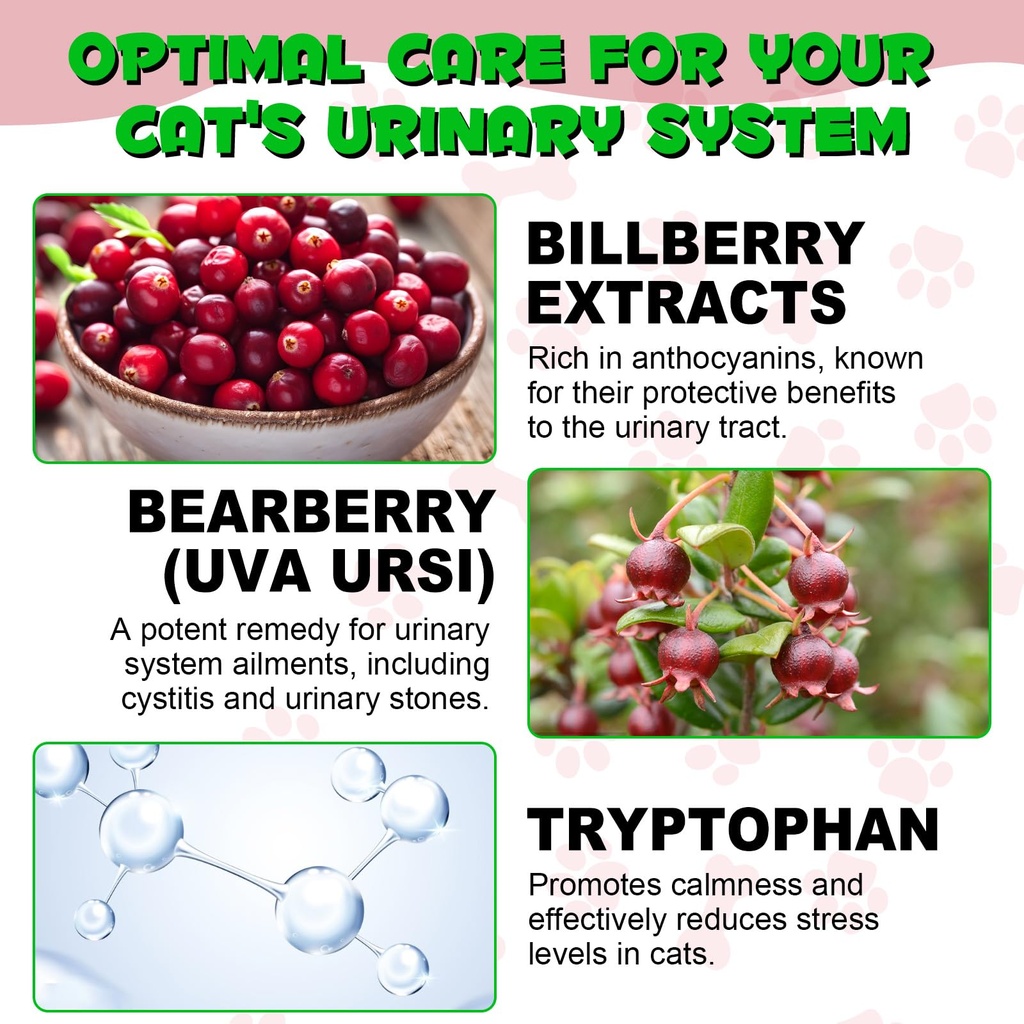 cat-urinary-tract-infection-treatment-ca-3.jpg