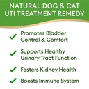 dog-uti-treatment-cat-urinary-tract-infe-2.jpg