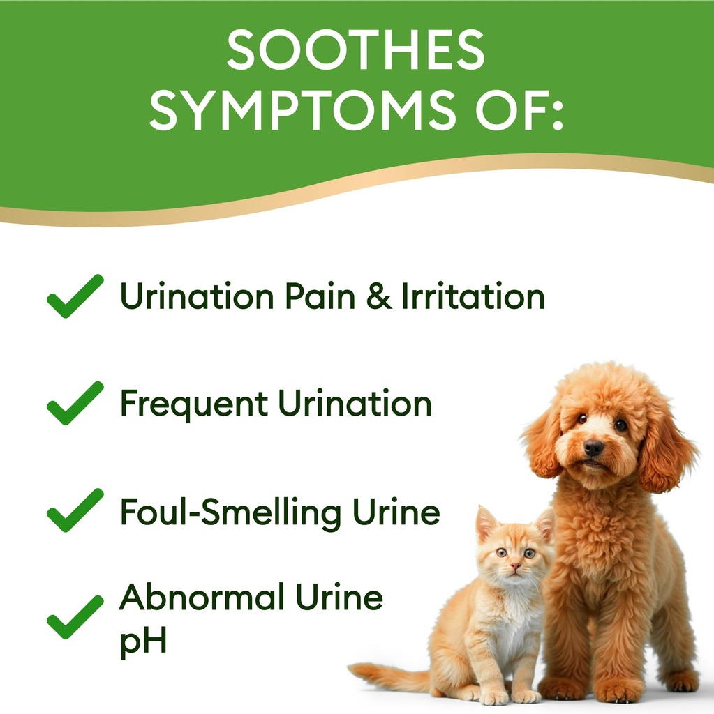 dog-uti-treatment-cat-urinary-tract-infe-4.jpg