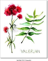 premium-valerian-root-powder-16oz-1lb-th-3.jpg