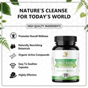 holy-basil-20-1-extract-no-fillers-organ-2.jpg