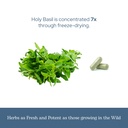eclectic-herb-organic-holy-basil-capsule-6.jpg
