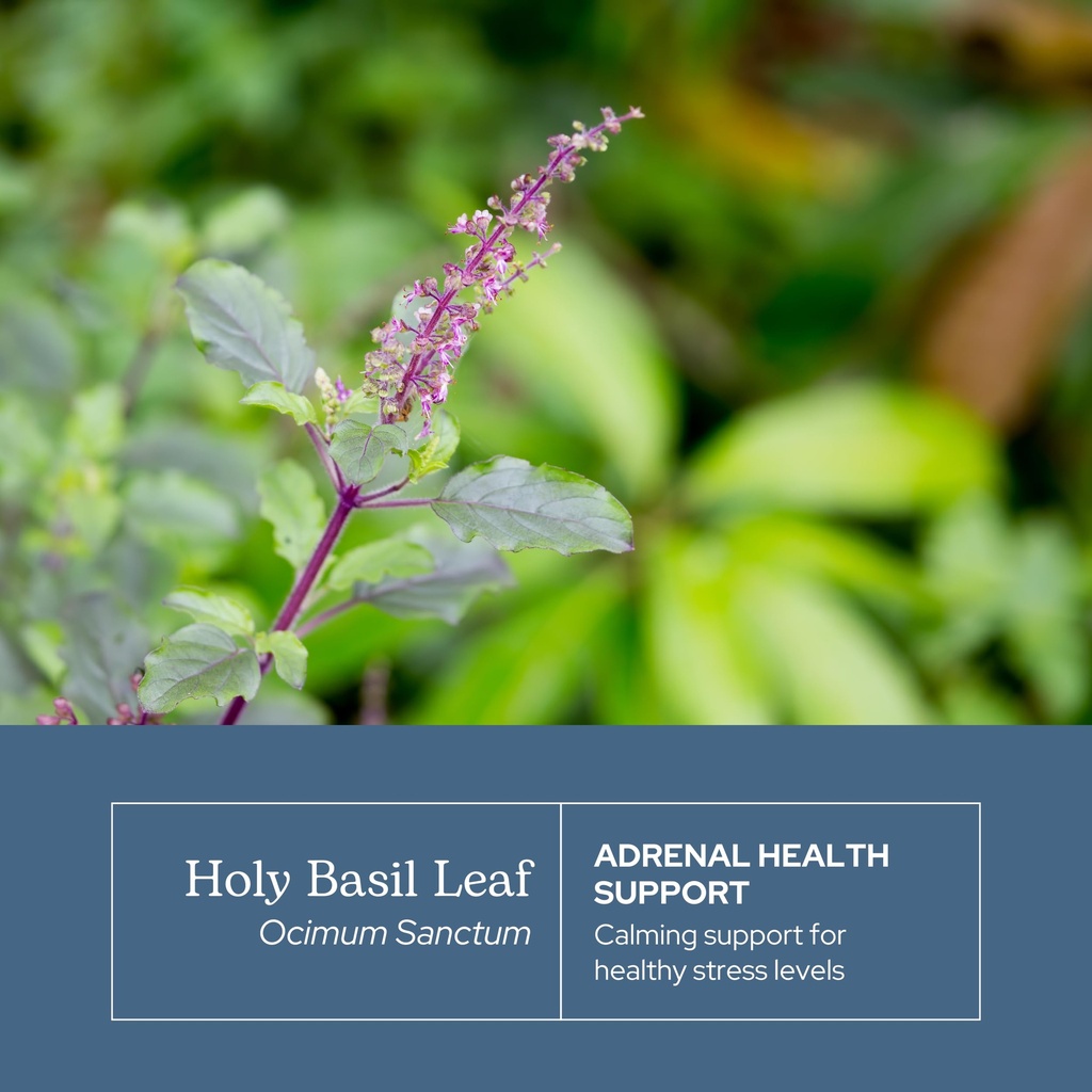 eclectic-herb-organic-holy-basil-capsule-3.jpg