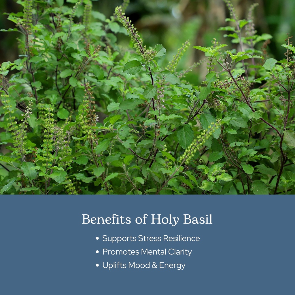 eclectic-herb-organic-holy-basil-capsule-4.jpg