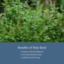eclectic-herb-organic-holy-basil-capsule-4.jpg