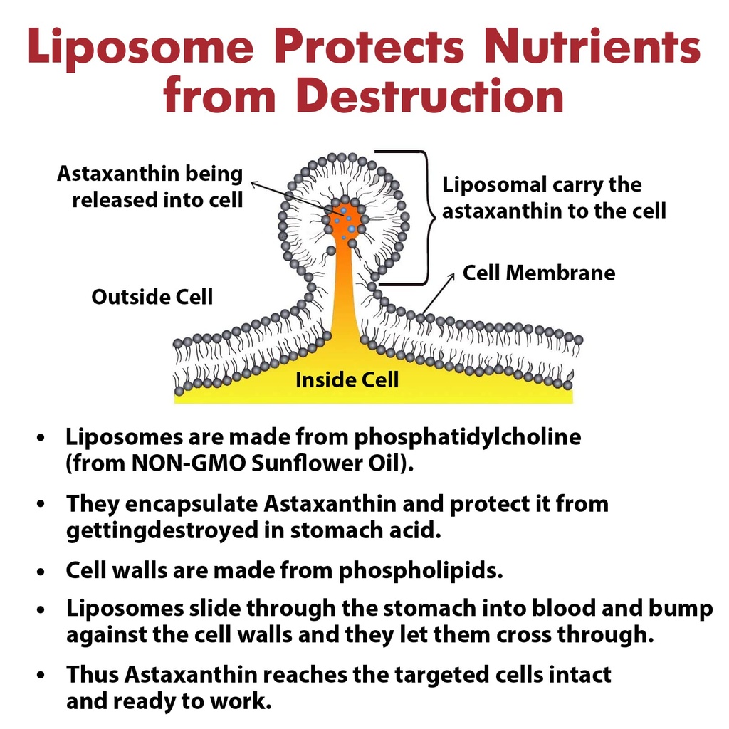 liposomal-24mg-astaxanthin-for-max-absor-6.jpg