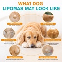 lipoma-treatment-for-dogs-control-and-pr-2.jpg