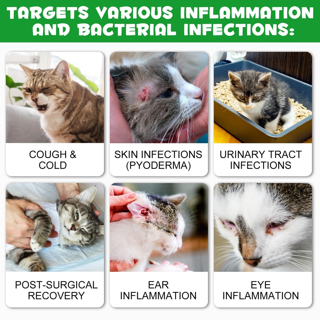antibiotics-for-cats-natural-antibiotic--3.jpg