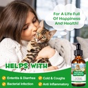 antibiotics-for-cats-natural-antibiotics-4.jpg