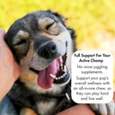 dog-multivitamin-bundle-champ-s-armor-al-6.jpg