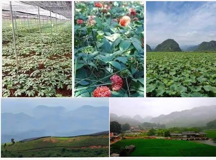100-natural-yunnan-sanqi-notoginseng-pow-6.jpg