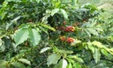 colombian-green-coffee-bean-special-micr-2.jpg