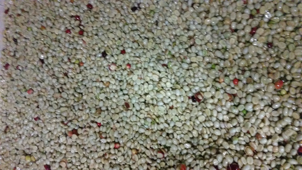 colombian-green-coffee-bean-special-micr-6.jpg