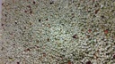 colombian-green-coffee-bean-special-micr-6.jpg