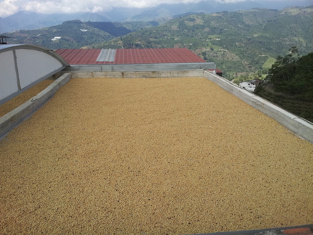 colombian-green-coffee-bean-special-micr-5.jpg