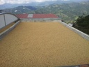 colombian-green-coffee-bean-special-micr-5.jpg