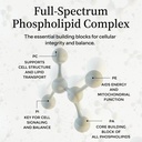 essential-phospholipid-complex-brain-hea-6.jpg