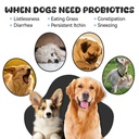 probiotics-for-dogs-boosts-immune-system-2.jpg