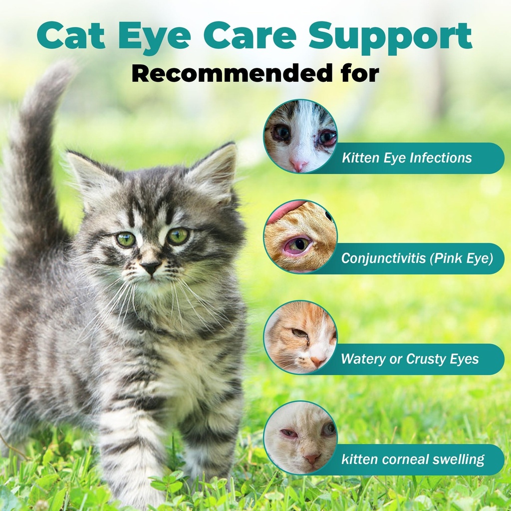 cat-eye-infection-treatment-vision-care--4.jpg