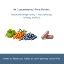 eclectic-herb-eye-food-capsules-vision-s-6.jpg