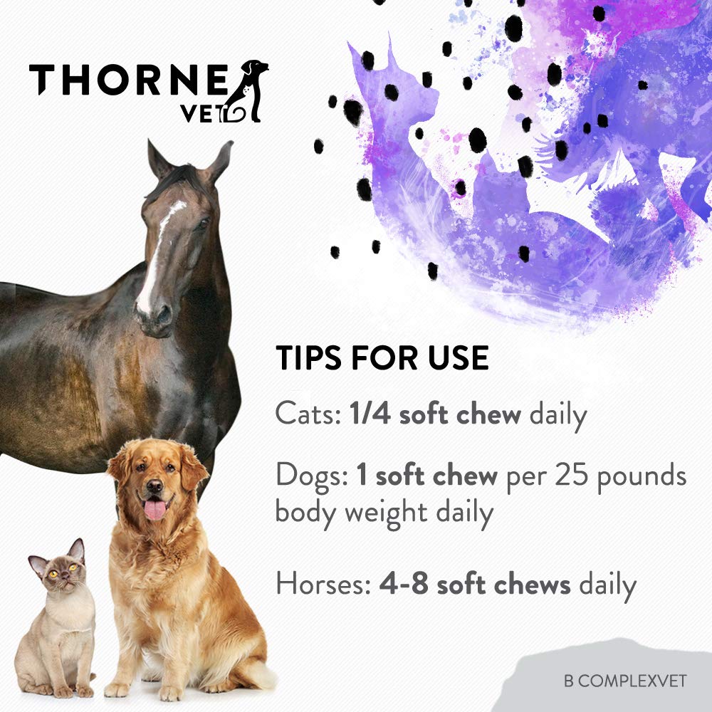 b-complexvet-and-canine-geriatric-basics-4.jpg