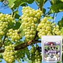 sansar-green-grapes-potting-mixture-esse-71qqACrYziL.jpg