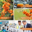 my-pahadi-dukan-himalayan-sea-buckthorn--71f9zAtIBeL.jpg
