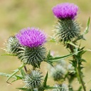 farm-to-home-milk-thistle-powder-liver-g-71blE02MFyL.jpg