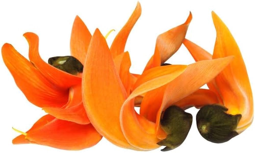 iagrifarm-palash-dried-flower-powder-250-517U9Ua7xlL.jpg