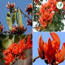 iagrifarm-palash-dried-flower-powder-250-71ME2-nLpZL.jpg